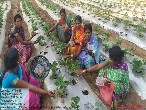 Strawberry farmers with their produce in Kandhamal district, Odisha(Photo/ANI))